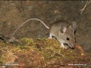 Wood Mouse,