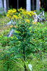 Wood ragwort