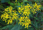 Wood ragwort