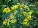 Wood ragwort