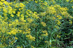 Wood ragwort