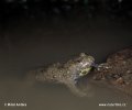 Yellow-Bellied Toad