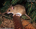 Yellow-necked Field Mouse