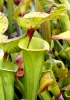 Yellow pitcher plant