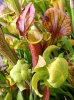 Yellow pitcher plant