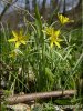 Yellow Star-of-Bethlehem