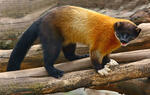 Yellow-throated marten