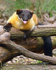 Yellow-throated marten