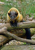 Yellow-throated marten