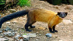 Yellow-throated marten