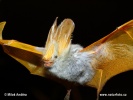 Yellow-winged Bat