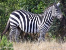 Zebra di Grant