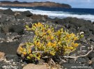 Zygophyllum fontanesii