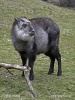日本髭羚