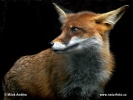 Црвена лисица