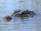 Нилски крокодил