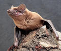 خفاش جنگلی معمولی