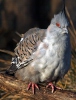 Хохлатый бронзовокрылый голубь