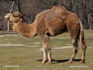 Једногрба камила