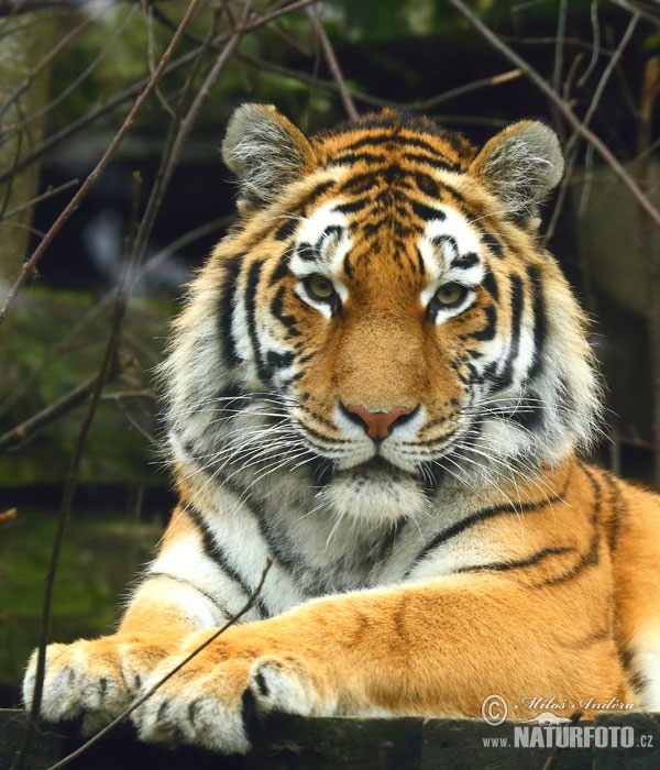 Tigre dell'Amur o siberiana