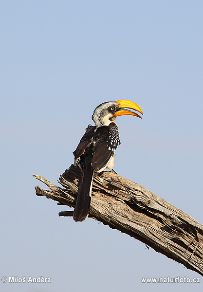 Tockus flavirostris