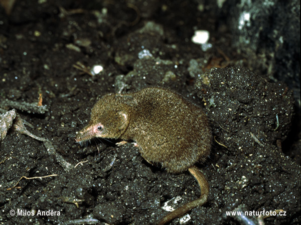 Toporagno pigmeo eurasiatico