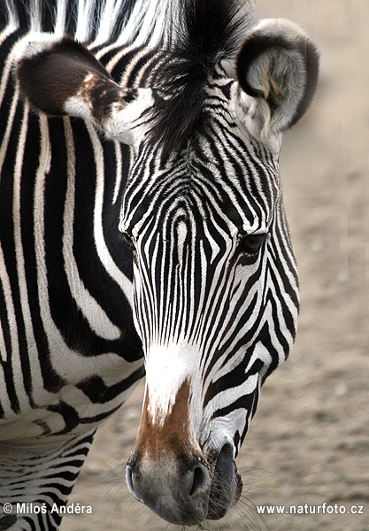 Tuksneša zebra