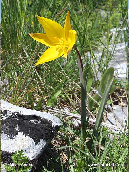 Tulipa sylvestris