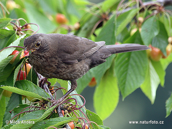 Turdus merula