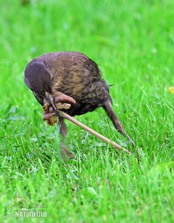 Turdus merula