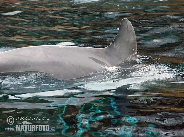 Tursiops truncatus