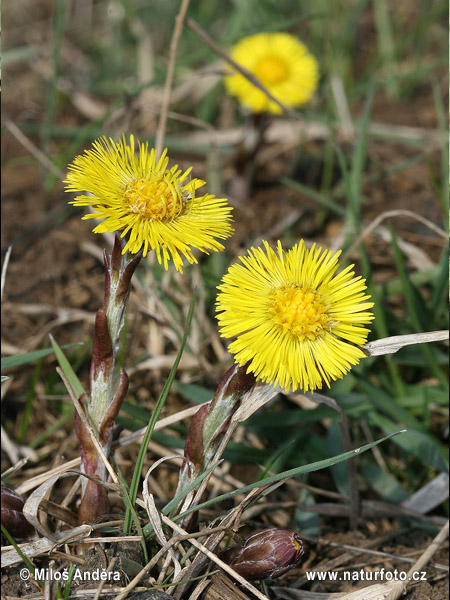 Tussilago farfara