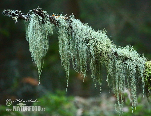 Usnea sp.