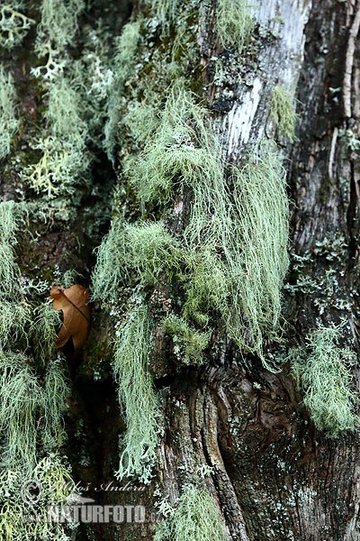 Usnea sp.