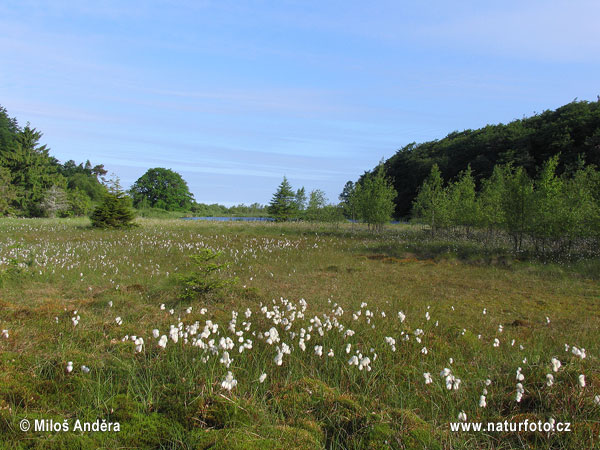 Þýskaland