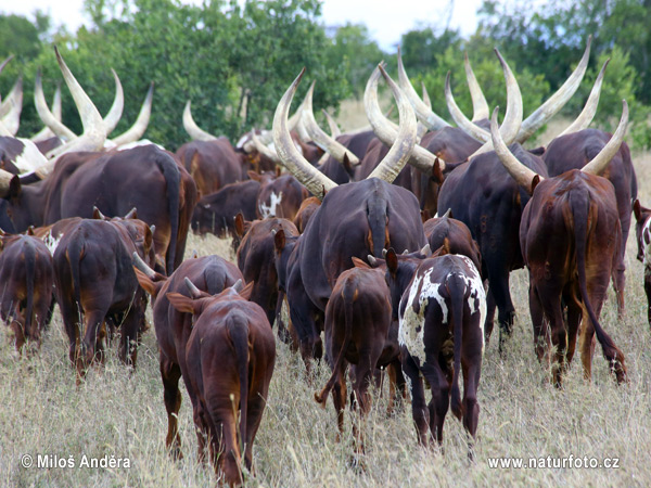 Vaca toro