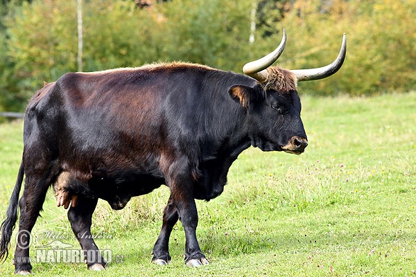 Vaca toro