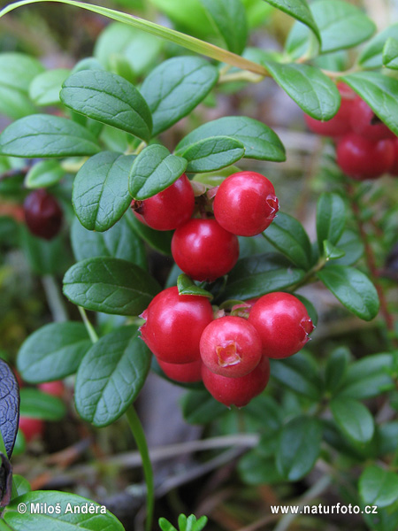 Vaccinium vitis-idaea