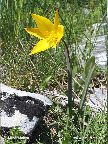 Velika Britanija otok