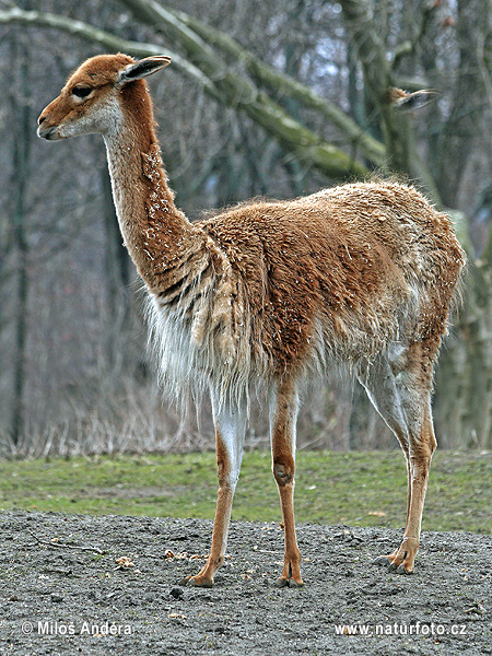 Vicuña