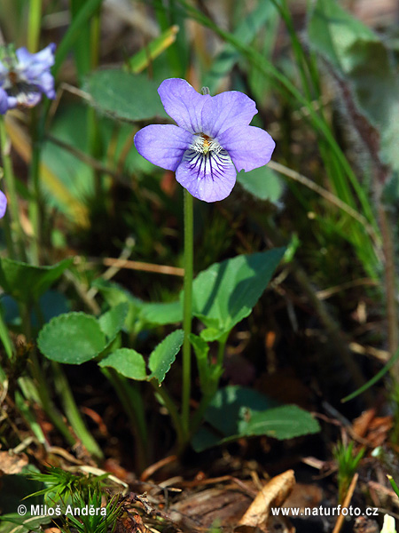 Viola reichenbachiana