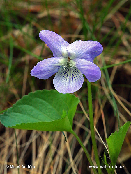 Viola reichenbachiana