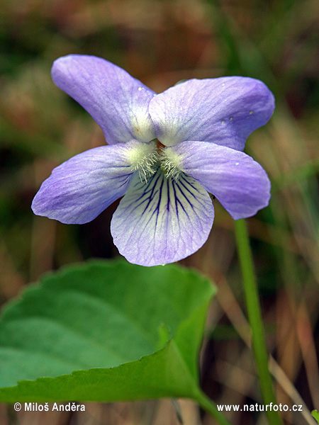 Viola reichenbachiana