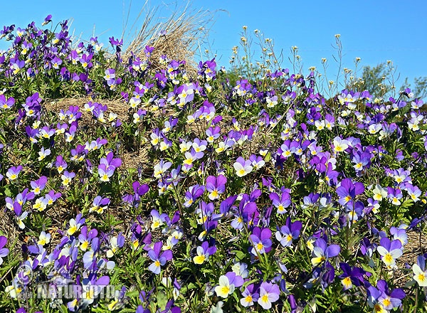 Viola tricolor