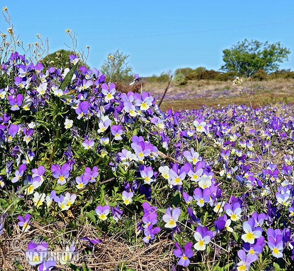 Viola tricolor