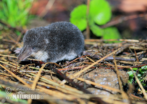 Wasserspitzmaus