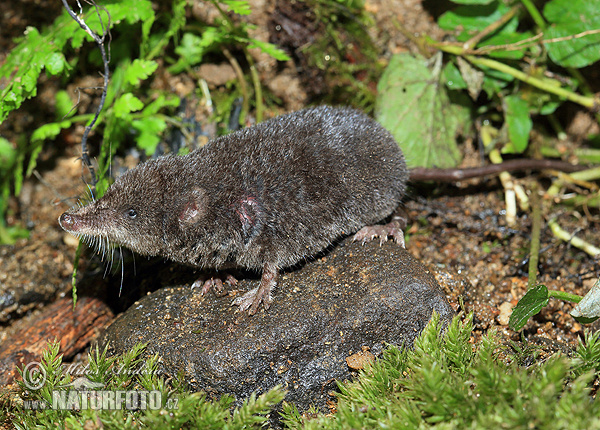 Waterspitsmuis