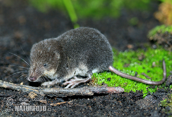 Waterspitsmuis