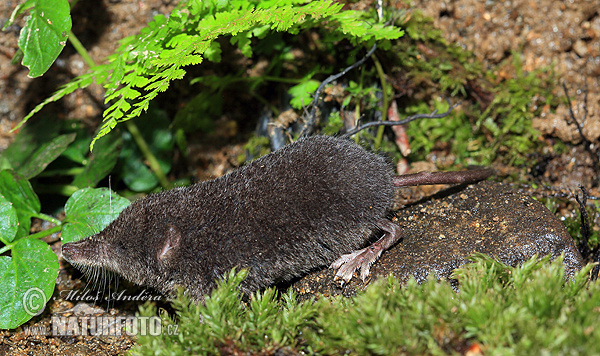 Waterspitsmuis