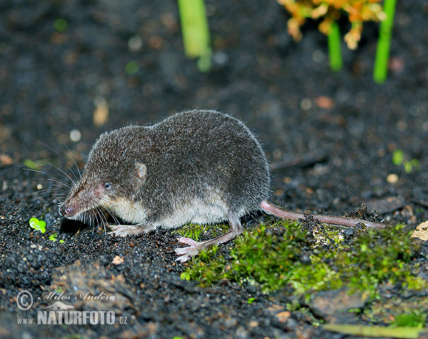 Waterspitsmuis